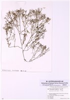 藏品(毛孢藻)的圖片